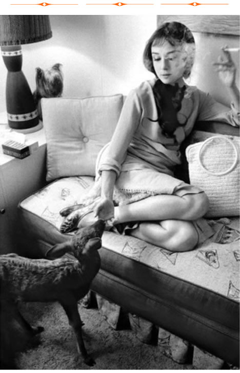 Audrey Hepburn Yorkie